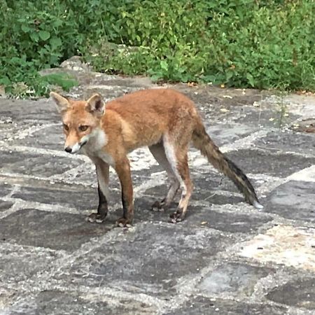 Ferienwohnung Antica Dimora Di Laura Barberino di Mugello Exterior foto